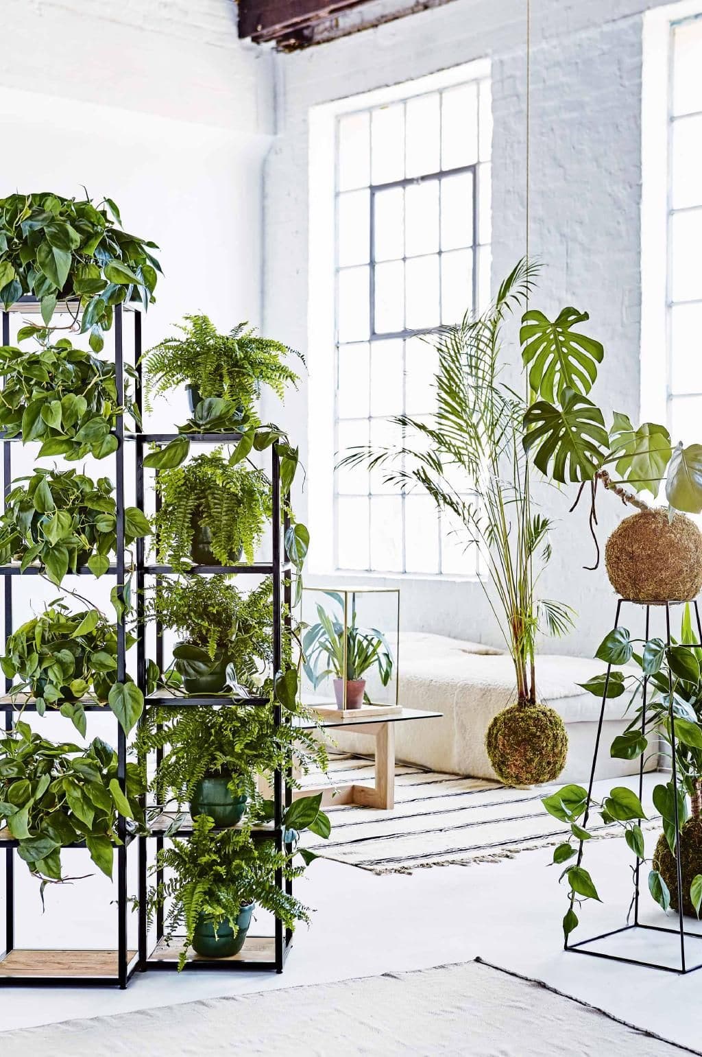 Elevate Your Living Space - A Guide to Decorating with Plants for a Modern, Refreshing Home