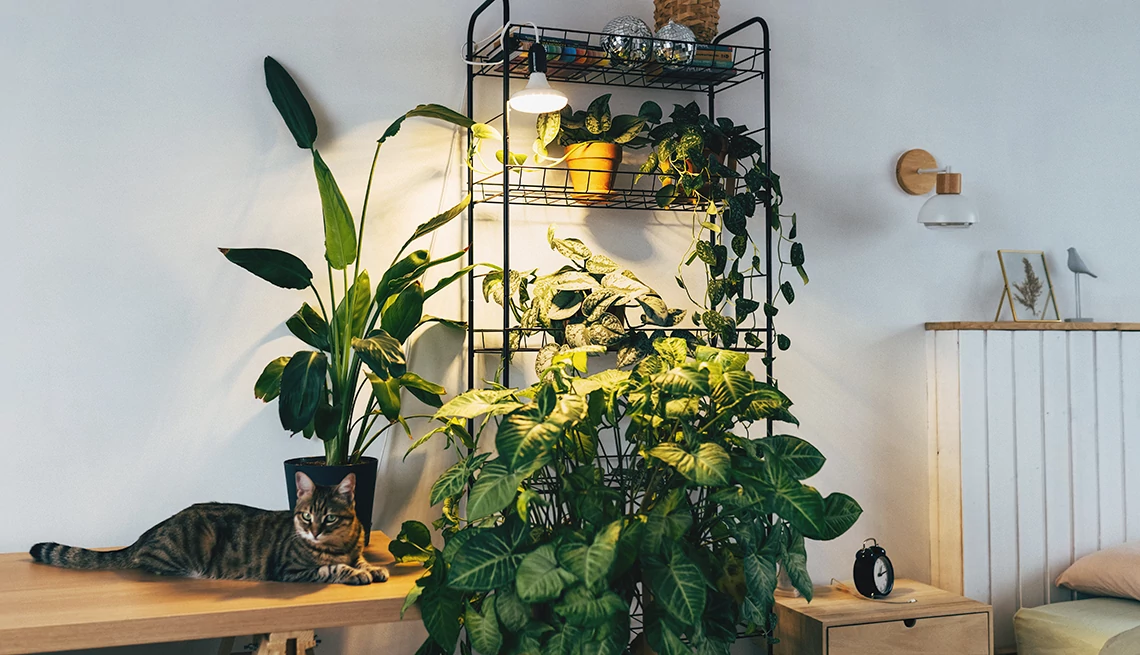 Elevate Your Living Space - A Guide to Decorating with Plants for a Modern, Refreshing Home